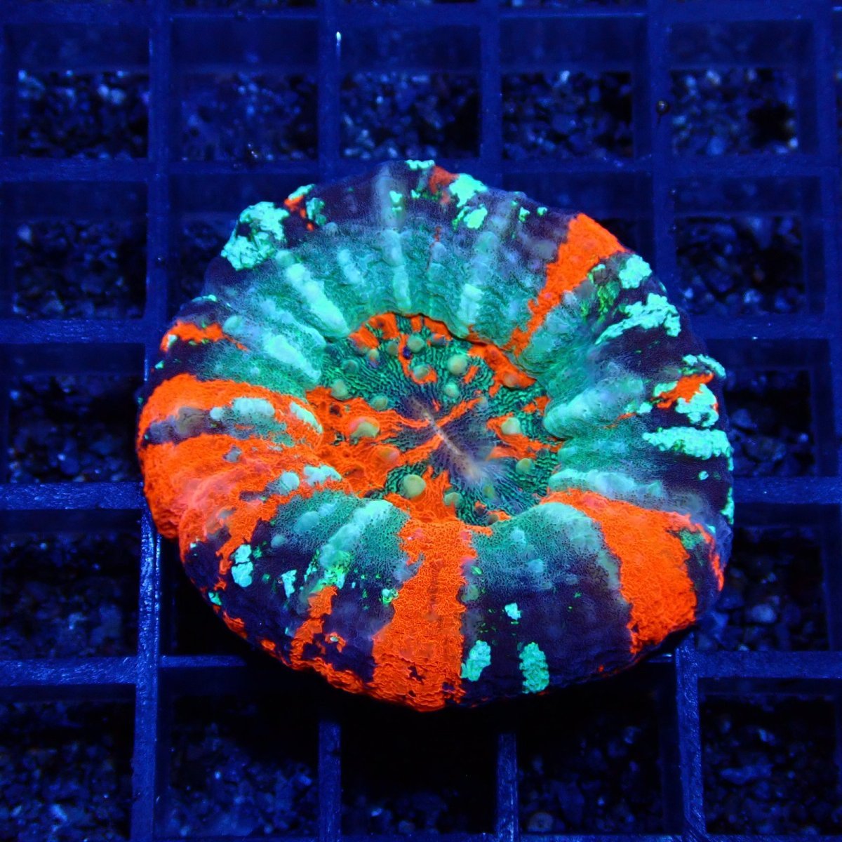 画像1: ■SALE■Coral Focus Scolymia  Warpaint  No.12 (1)