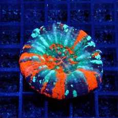 画像1: ■SALE■Coral Focus Scolymia  Warpaint  No.12 (1)