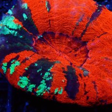 画像2: ■SALE■Coral Focus Scolymia  Warpaint  No.13 (2)