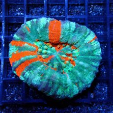 画像1: ■SALE■Coral Focus Scolymia  Warpaint  No.15 (1)