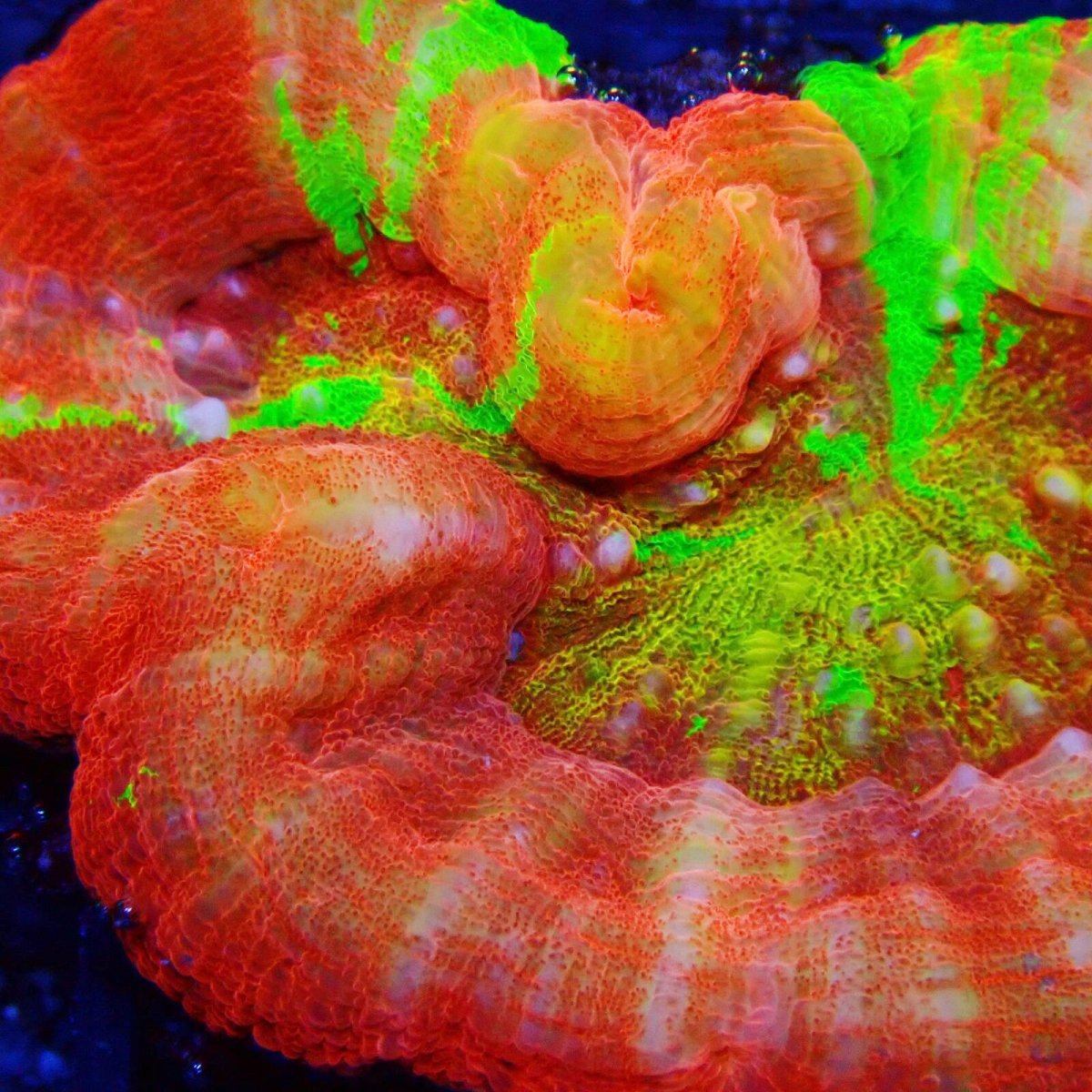 画像2: ■SALE■Coral Focus<brScolymia UNUSUAL RARE No.1 (2)