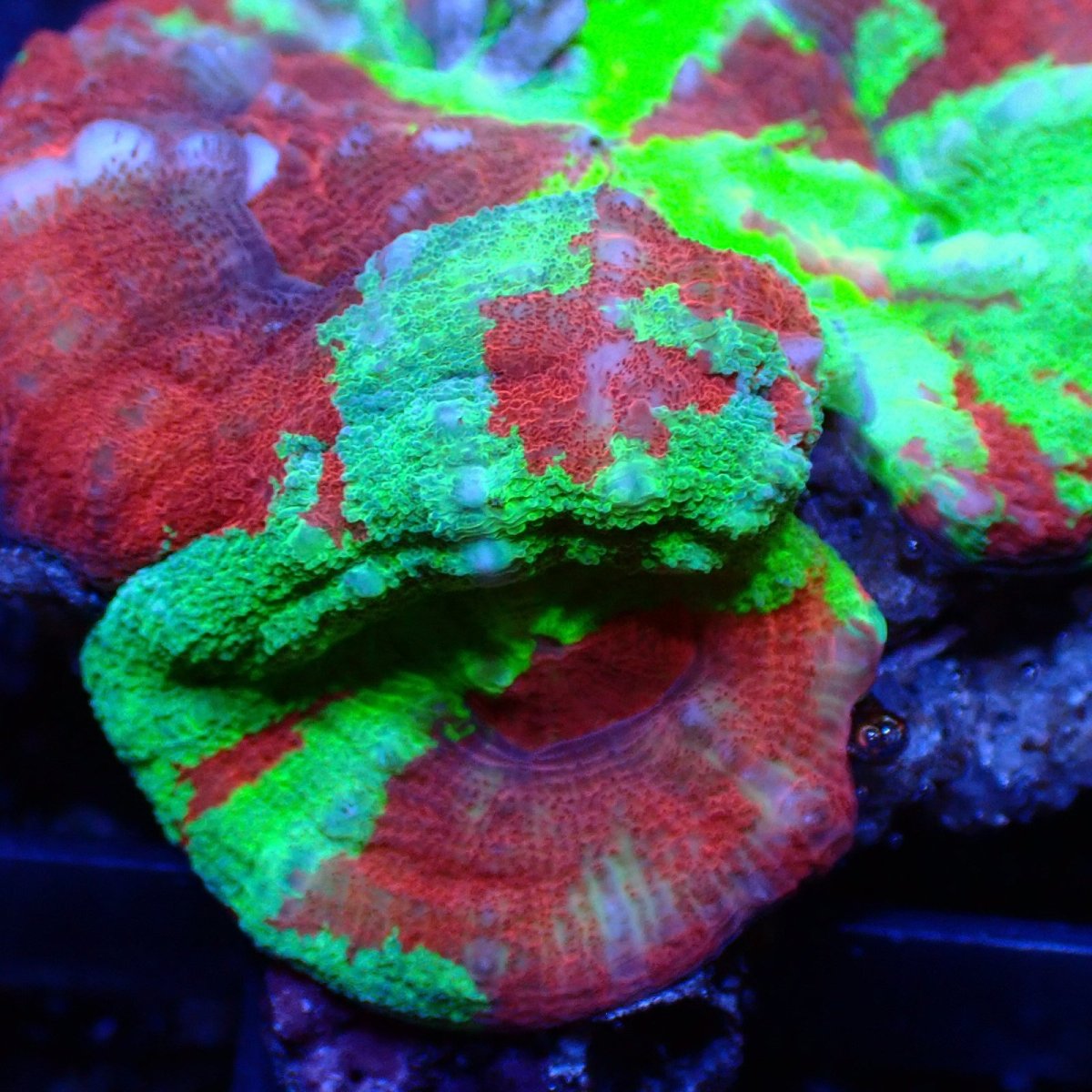 画像2: ■SALE■Coral Focus<brScolymia UNUSUAL RARE No.2 (2)