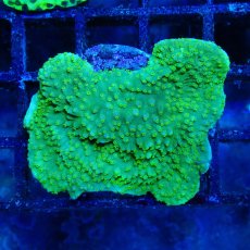 画像1: ■SALE■ CE Monti Foliosa Scrolling (1)