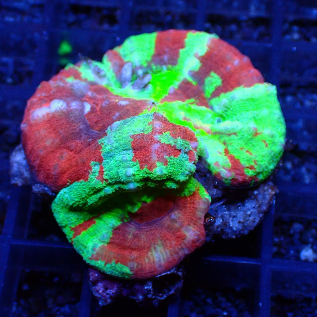 画像1: ■SALE■Coral Focus<brScolymia UNUSUAL RARE No.2 (1)