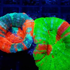 画像2: ■SALE■Coral Focus Scolymia  BA&WP (2)