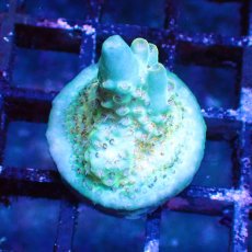 画像1: ■SALE■   Acropora Frag sp. (1)