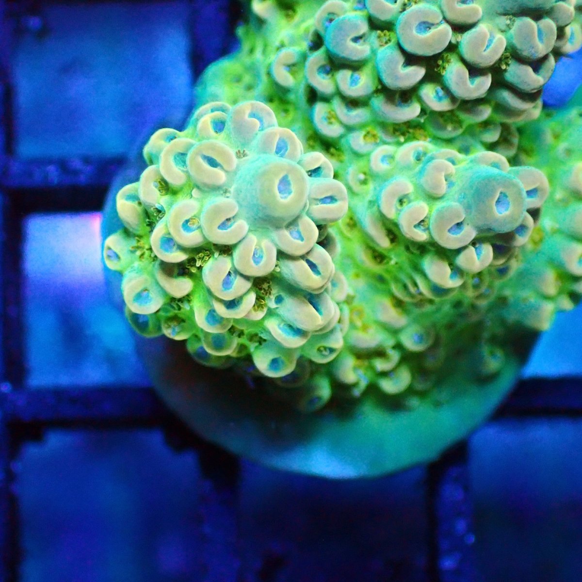 画像2: ■SALE■   Acropora Frag sp. (2)