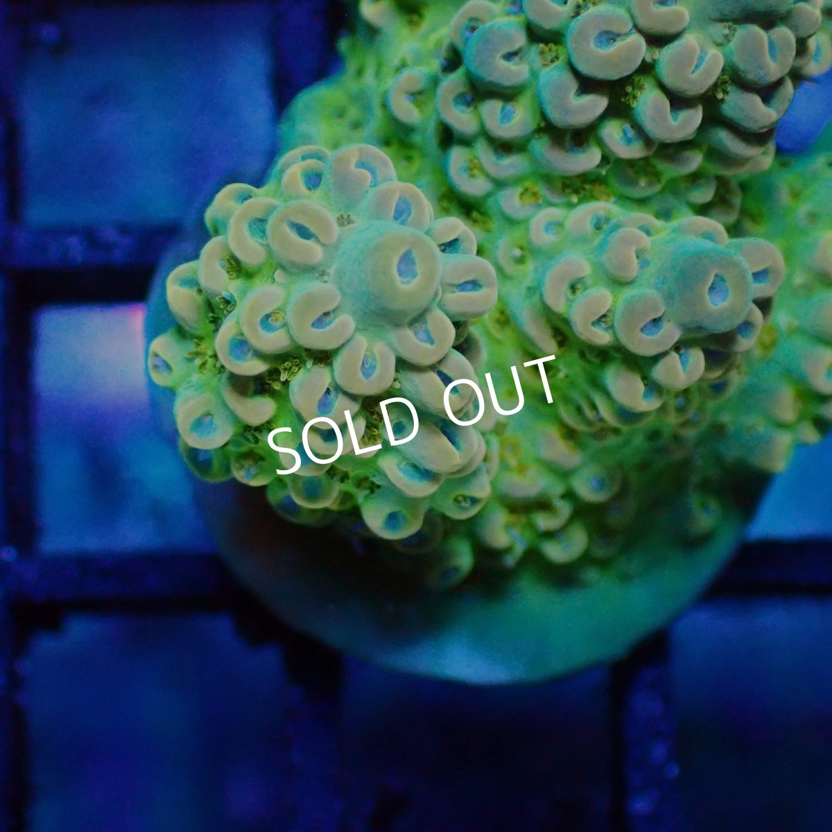 画像2: ■SALE■   Acropora sp. Frag (2)