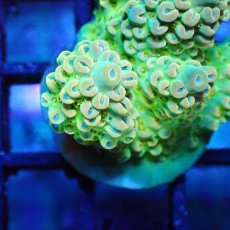 画像2: ■SALE■   Acropora Frag sp. (2)