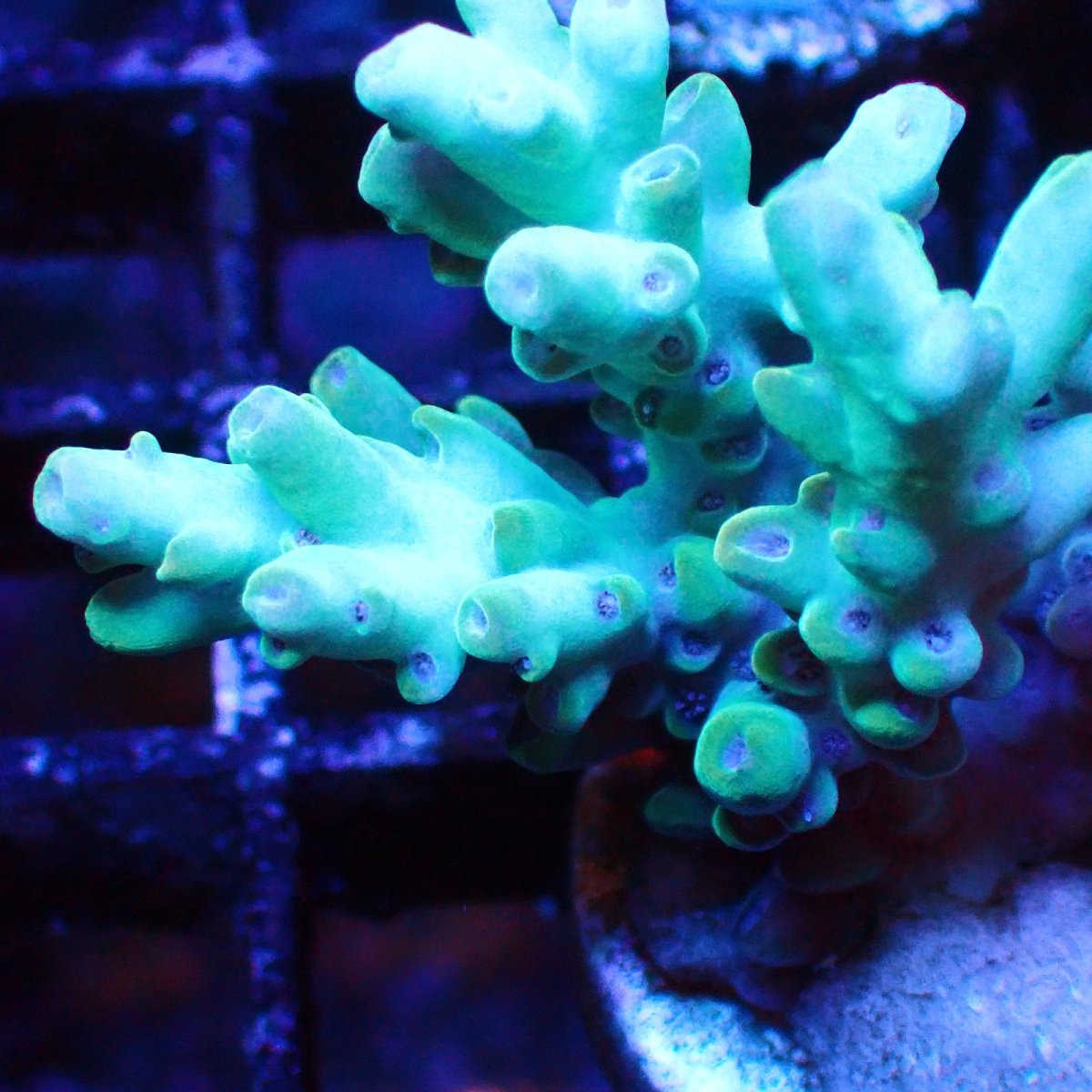 画像2: ■SALE■   Acropora Frag sp. (2)