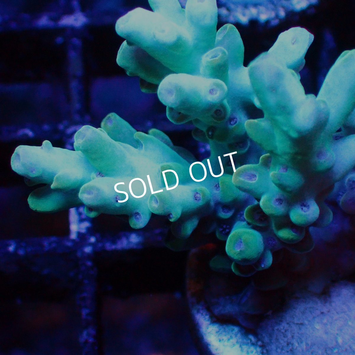 画像2: ■SALE■   Acropora sp. Frag (2)