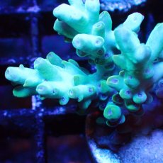 画像2: ■SALE■   Acropora Frag sp. (2)