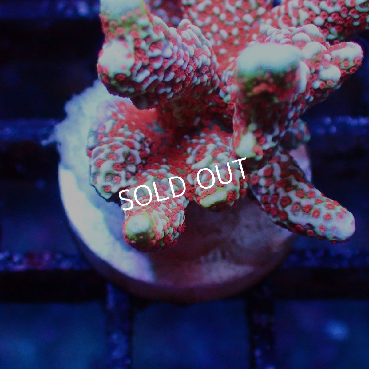 画像2: ■SALE■   Montipora sp. Frag (2)