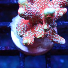 画像2: ■SALE■   Acropora Frag sp. (2)