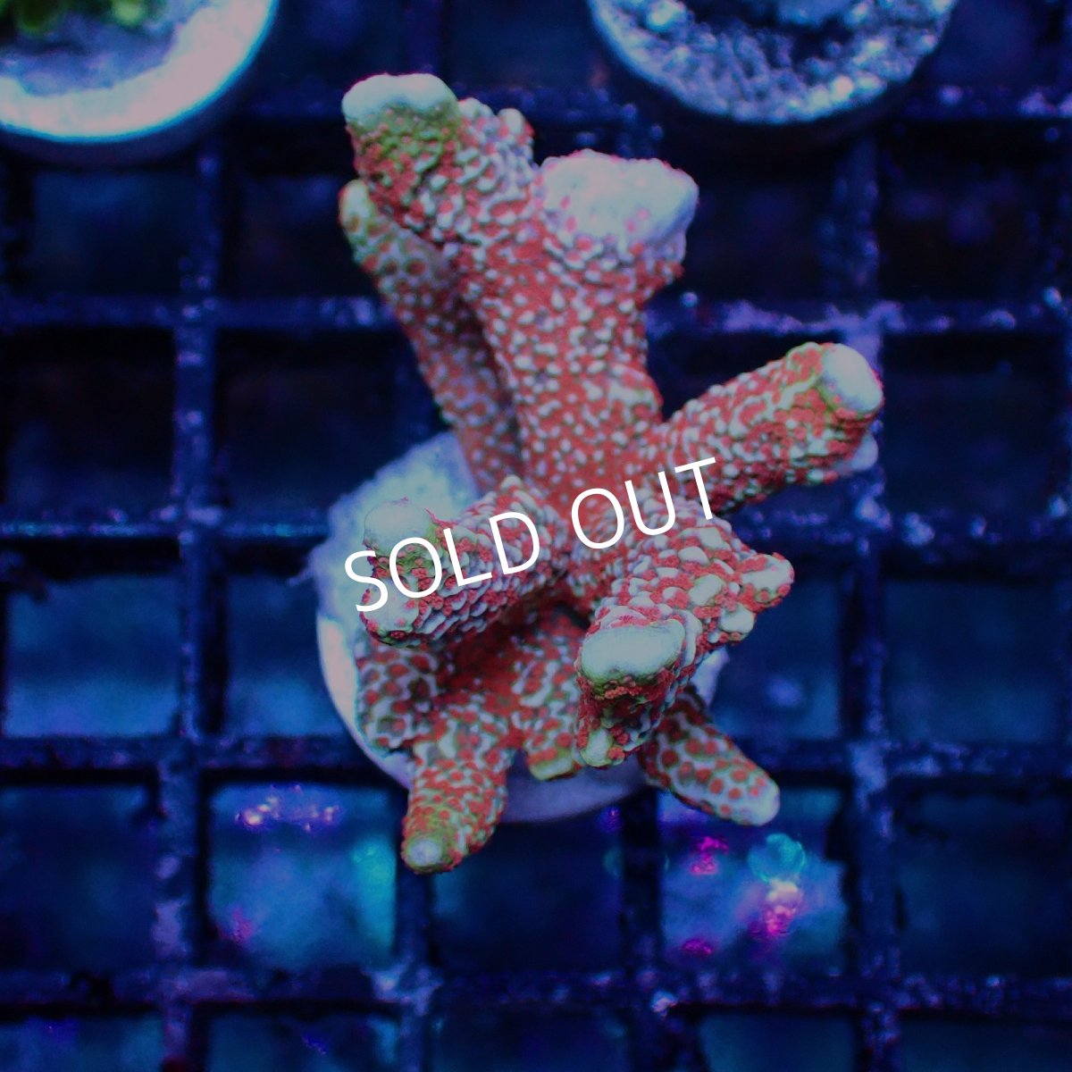 画像1: ■SALE■   Montipora sp. Frag (1)