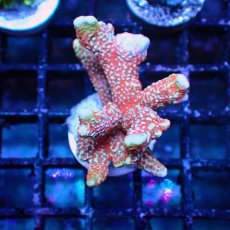 画像1: ■SALE■   Acropora Frag sp. (1)