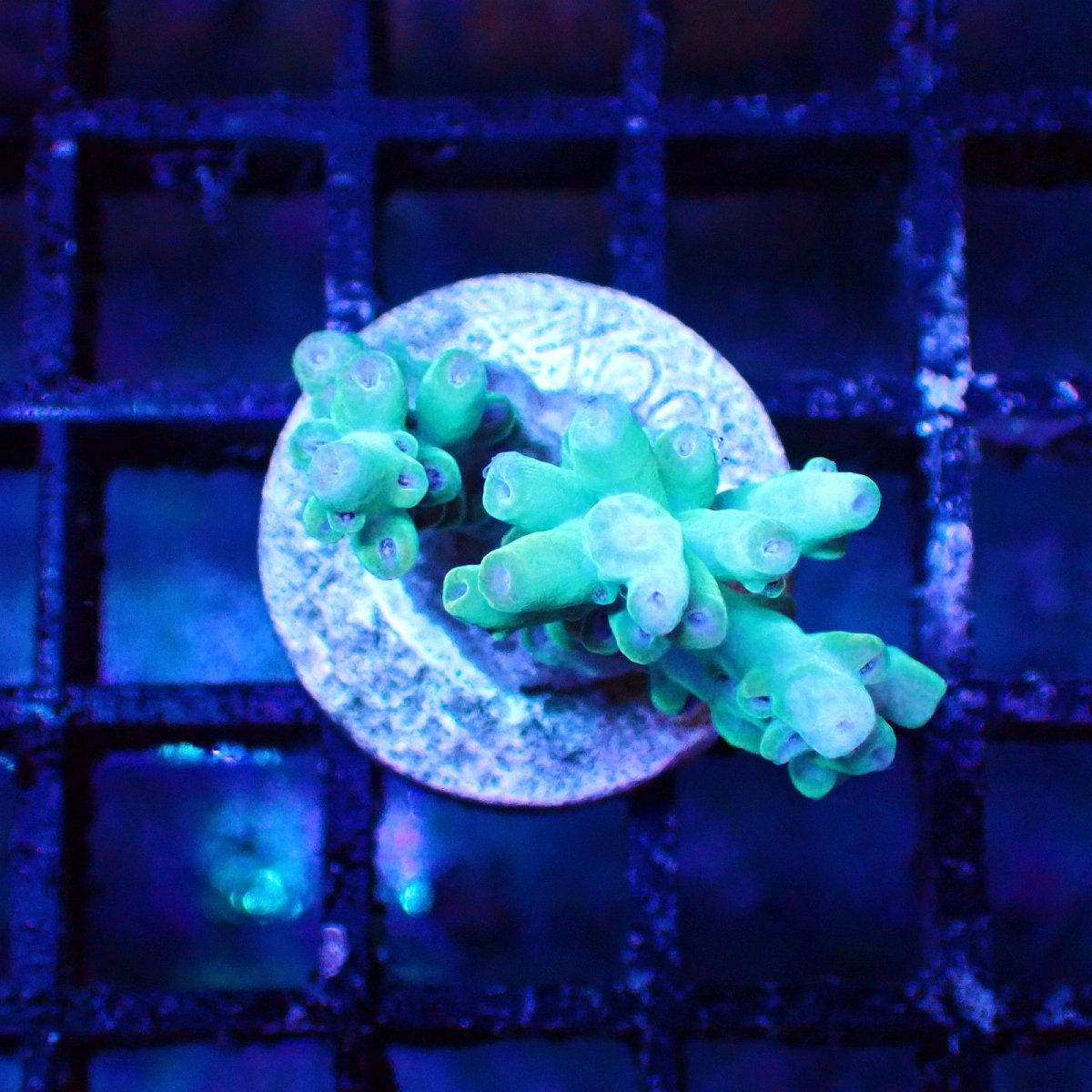 画像1: ■SALE■   Acropora Frag sp. (1)