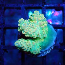 画像1: ■SALE■   Acropora Frag sp. (1)