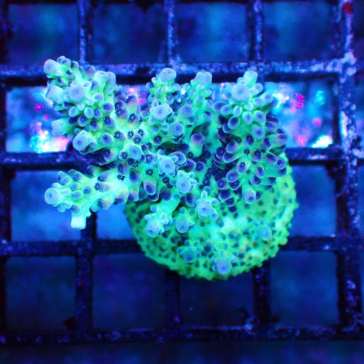 画像1: ■SALE■   Acropora Frag sp. (1)