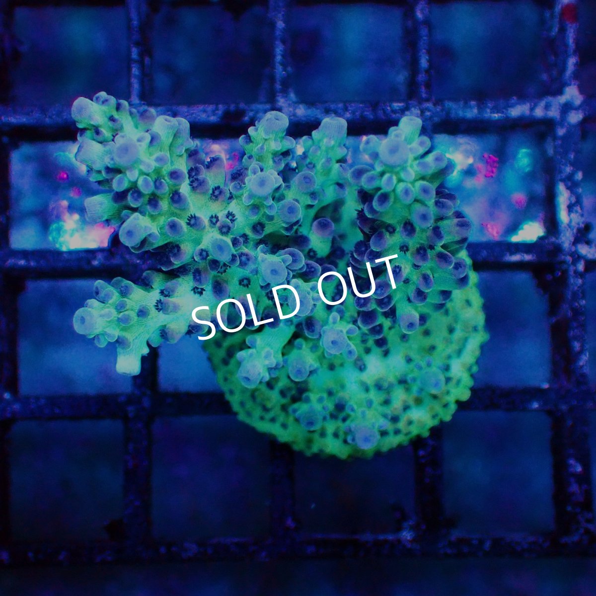 画像1: ■SALE■   Acropora sp. Frag (1)