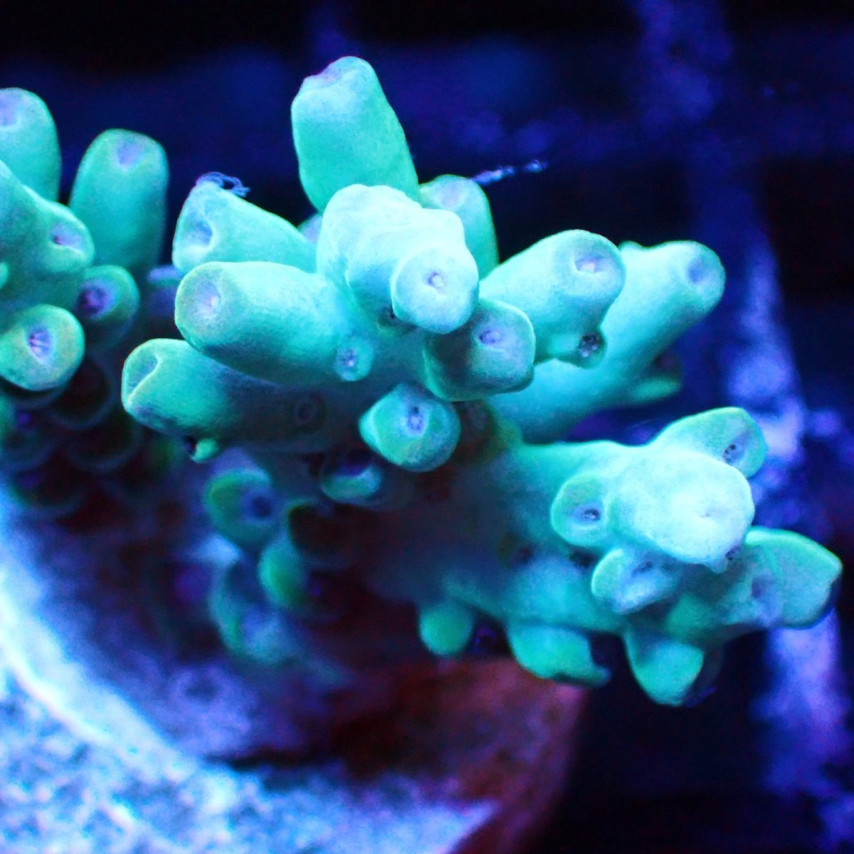 画像2: ■SALE■   Acropora Frag sp. (2)