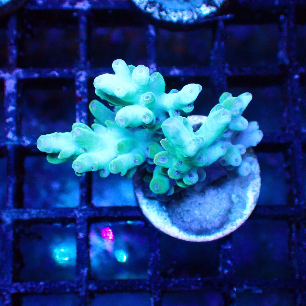 画像1: ■SALE■   Acropora Frag sp. (1)