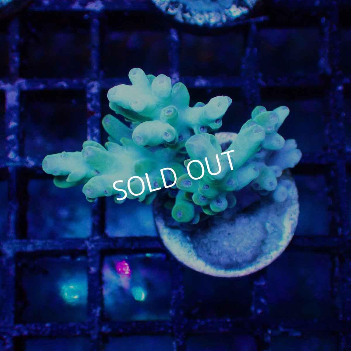 画像1: ■SALE■   Acropora sp. Frag (1)