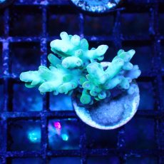 画像1: ■SALE■   Acropora Frag sp. (1)