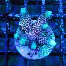 画像1: ■SALE■   Acropora Frag sp. (1)
