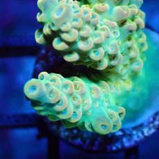 画像2: ■SALE■   Acropora Frag sp. (2)