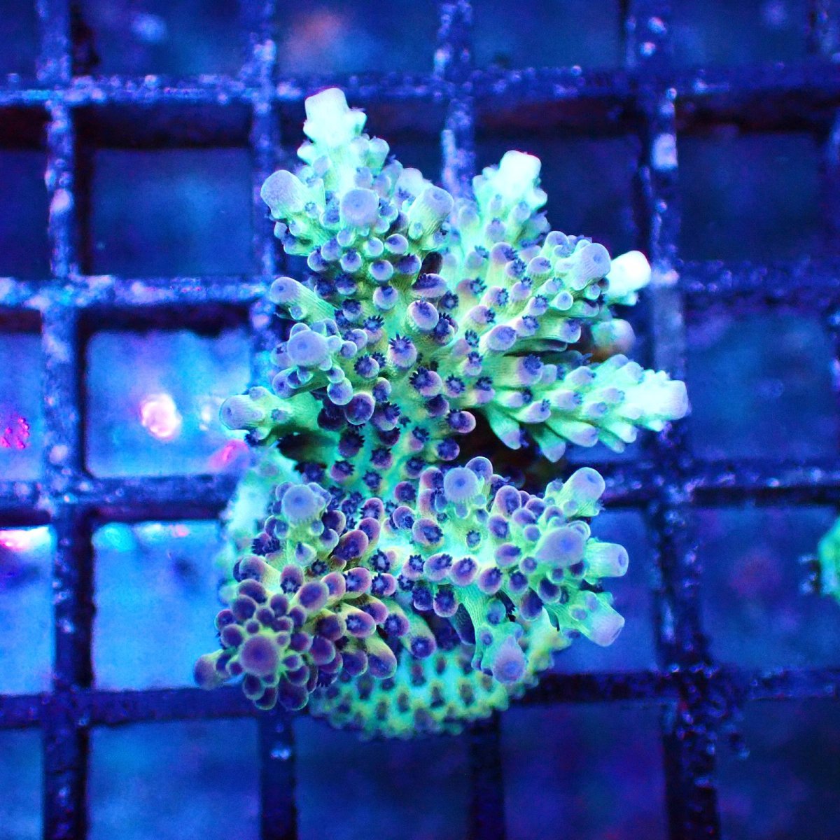 画像1: ■SALE■   Acropora Frag sp. (1)