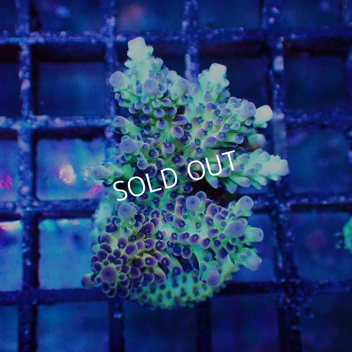 画像1: ■SALE■   Acropora Frag sp. (1)