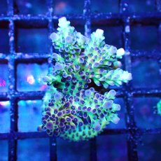 画像1: ■SALE■   Acropora Frag sp. (1)