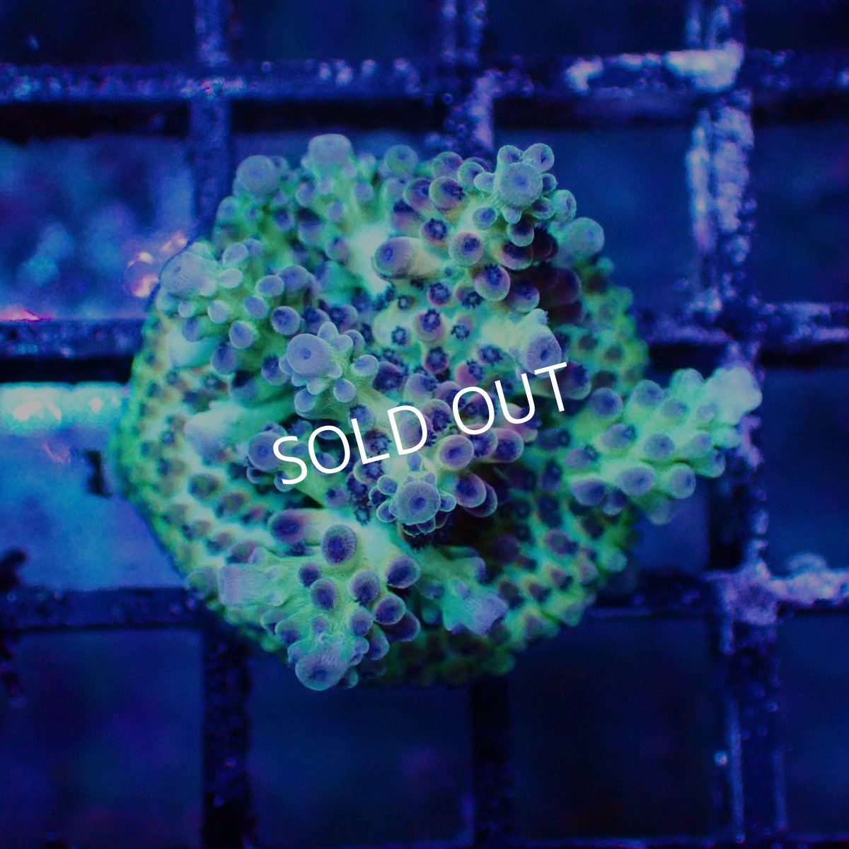 画像1: ■SALE■   Acropora sp. Frag (1)