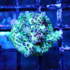 画像1: ■SALE■   Acropora Frag sp. (1)