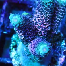 画像2: ■SALE■   Acropora Frag sp. (2)