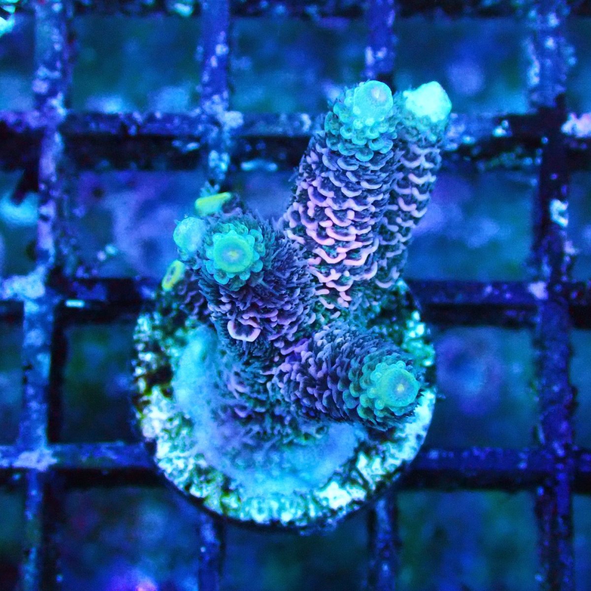 画像1: ■SALE■   Acropora Frag sp. (1)