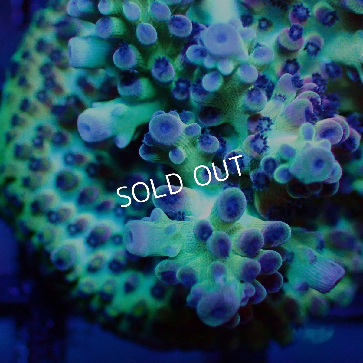 画像2: ■SALE■   Acropora sp. Frag (2)