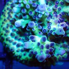 画像2: ■SALE■   Acropora Frag sp. (2)
