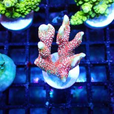 画像1: ■SALE■   Acropora Frag sp. (1)