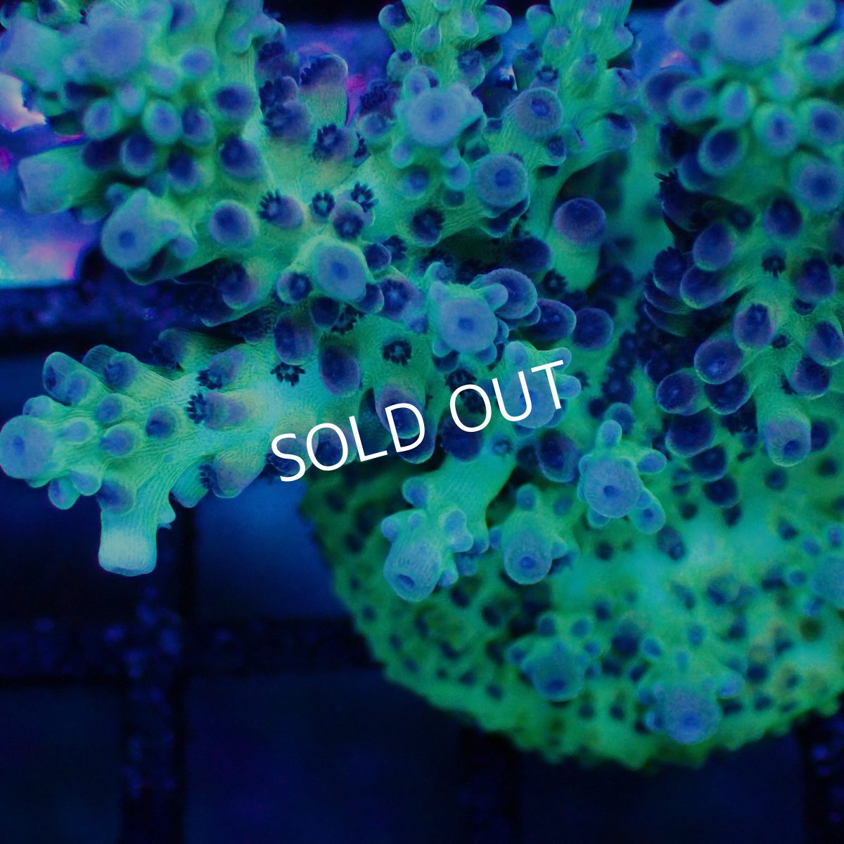 画像2: ■SALE■   Acropora sp. Frag (2)