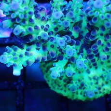 画像2: ■SALE■   Acropora Frag sp. (2)
