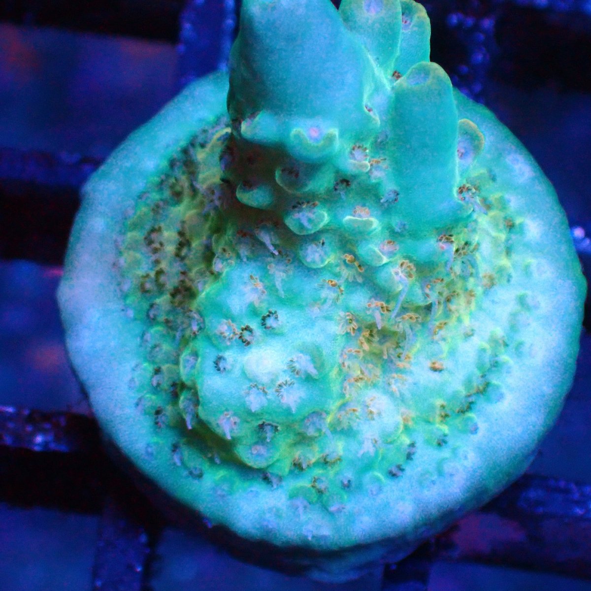 画像2: ■SALE■   Acropora Frag sp. (2)