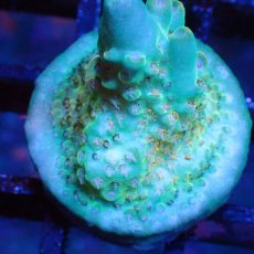 画像2: ■SALE■   Acropora Frag sp. (2)