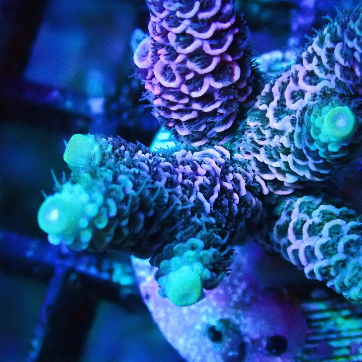 画像2: ■SALE■   Acropora Frag sp. (2)