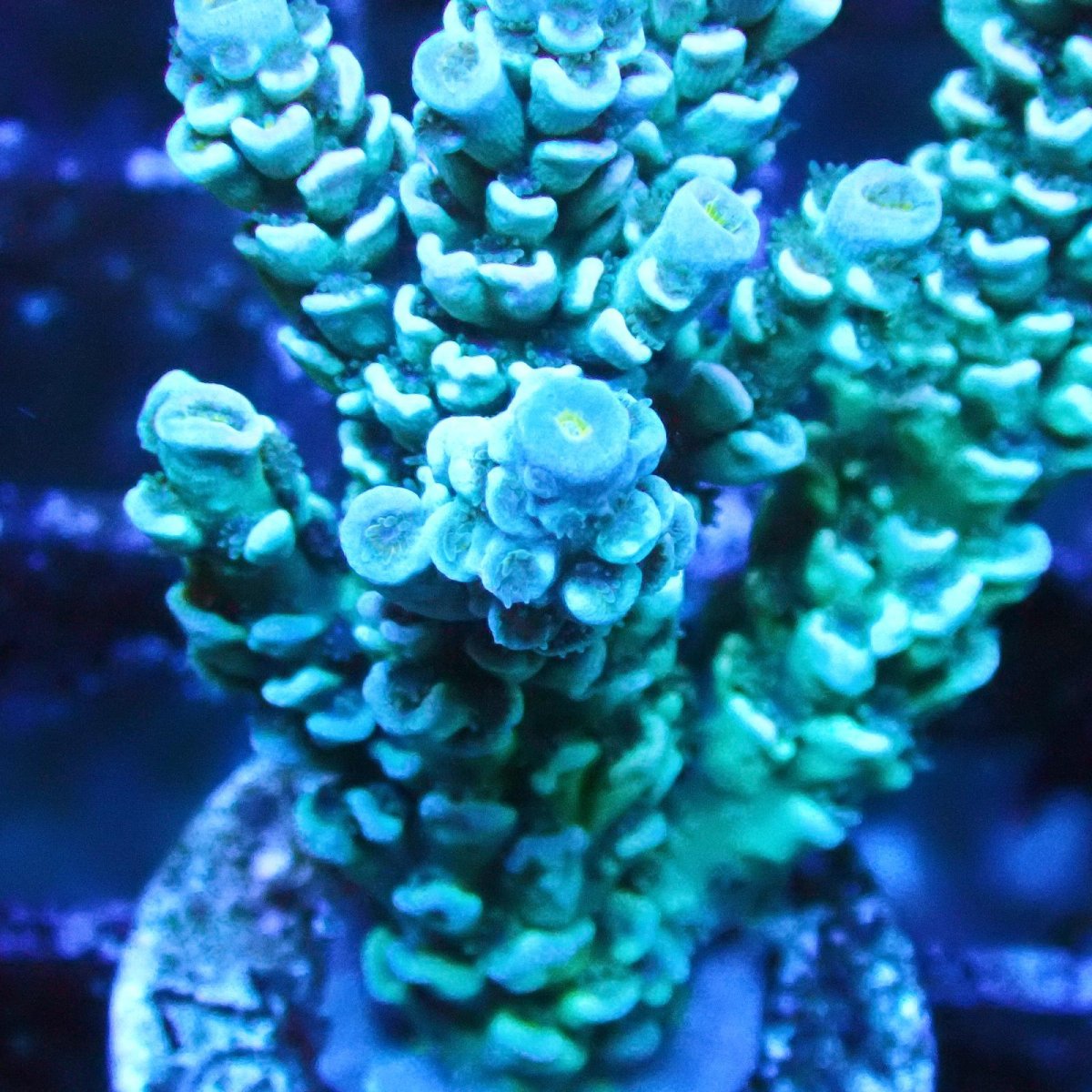 画像2: ■SALE■   Acropora Frag sp. (2)