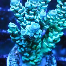 画像2: ■SALE■   Acropora Frag sp. (2)