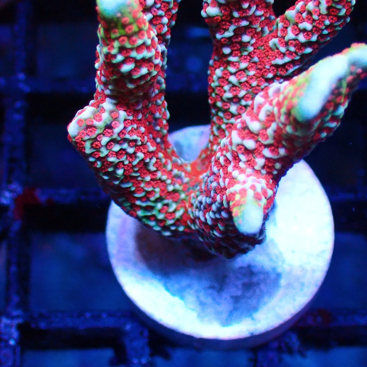 画像2: ■SALE■   Acropora Frag sp. (2)