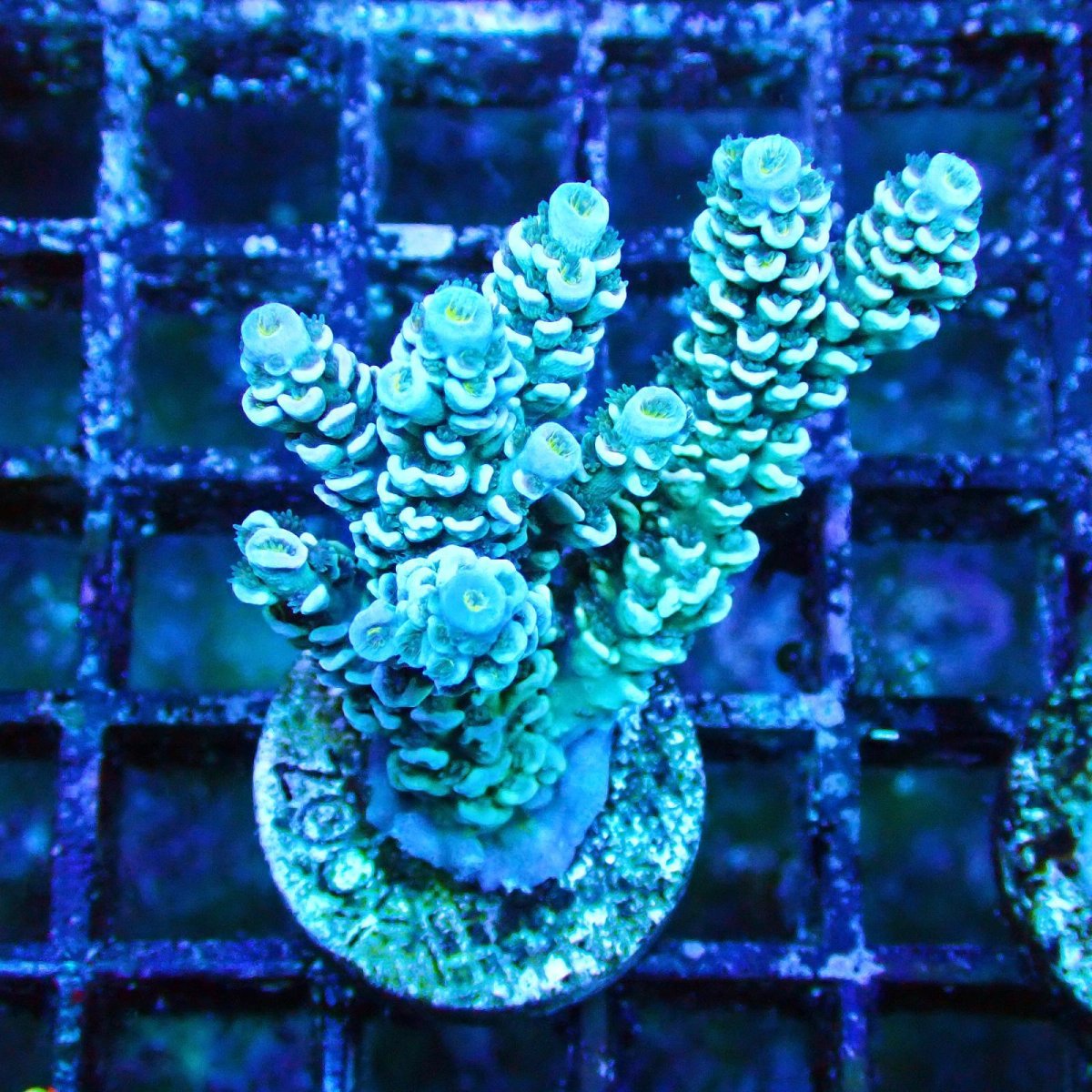 画像1: ■SALE■   Acropora Frag sp. (1)