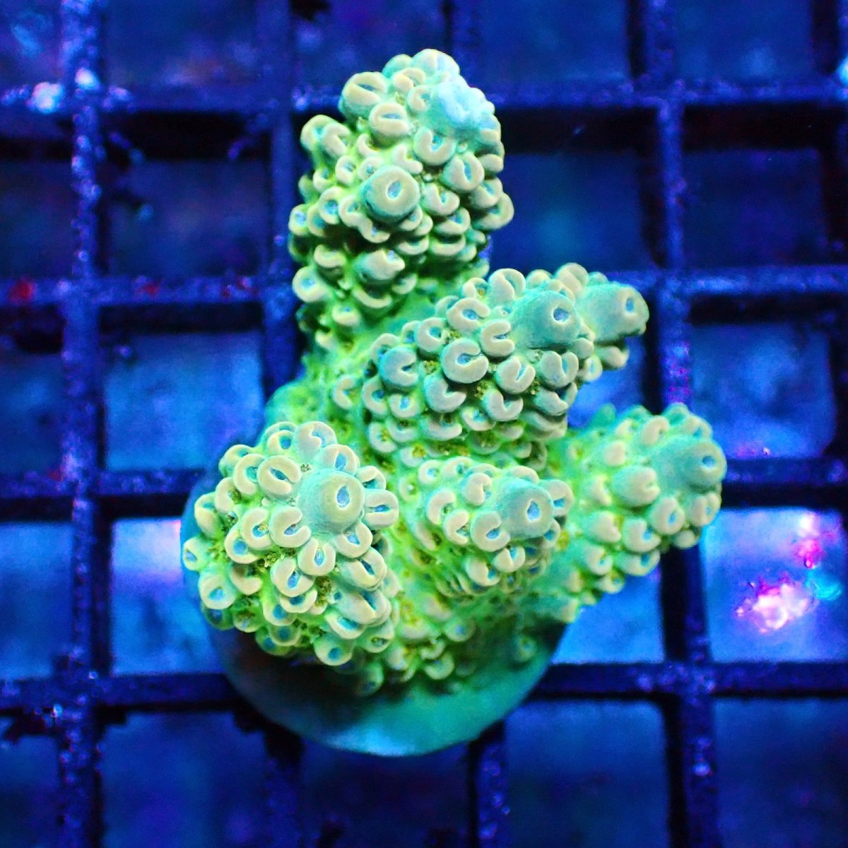 画像1: ■SALE■   Acropora Frag sp. (1)